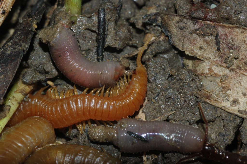 Un geofilomorfo ed un litobiomorfo si nutrono di un lombrico